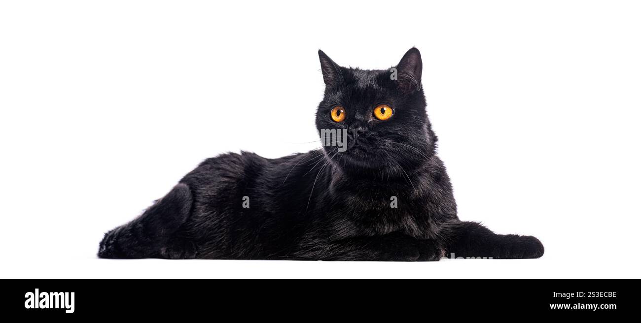 Adorable chat noir british shorthair couché et regardant loin, isolé sur fond blanc Banque D'Images