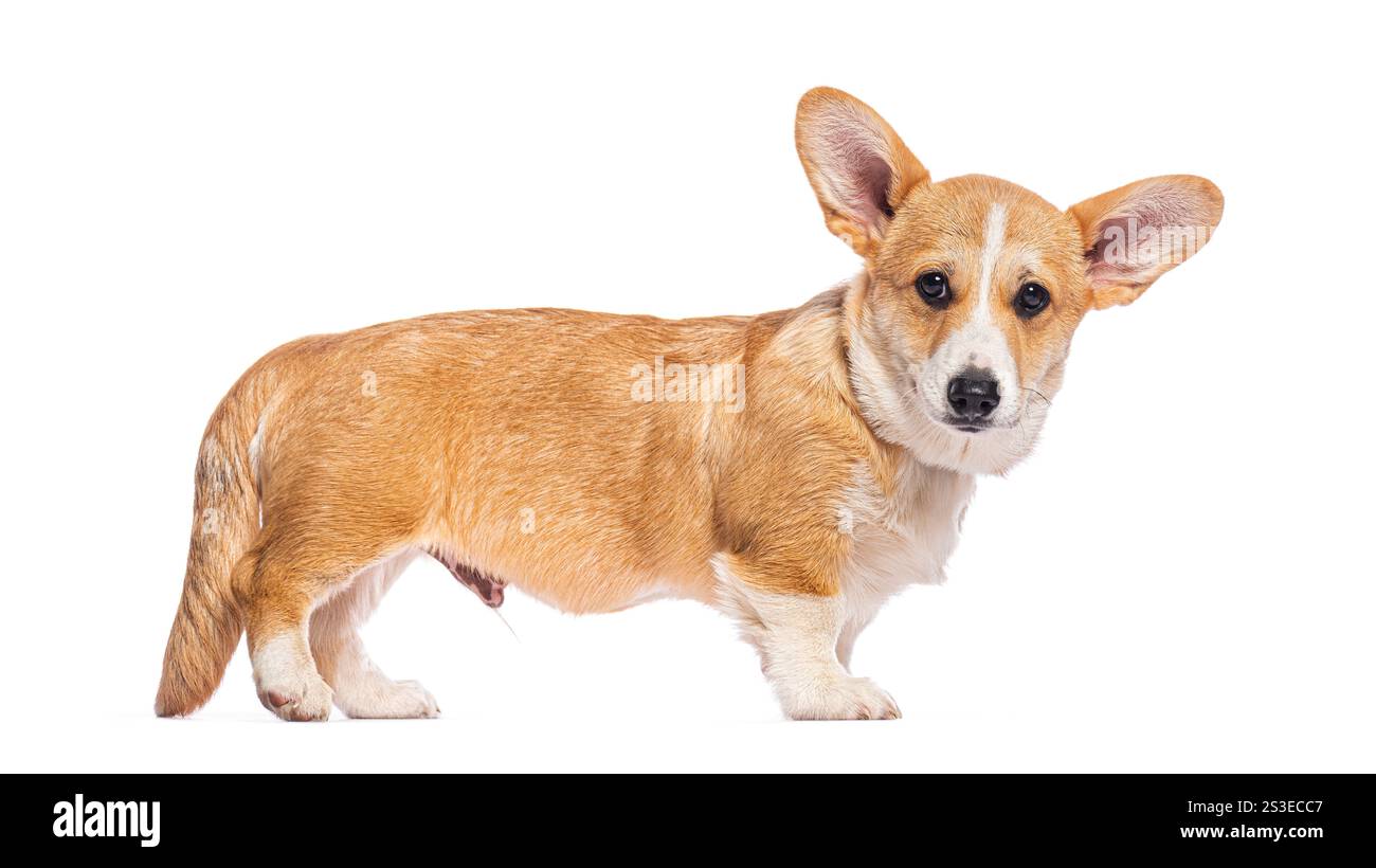 Adorable cardigan corgi gallois debout et regardant vers l'avant sur un fond blanc Banque D'Images