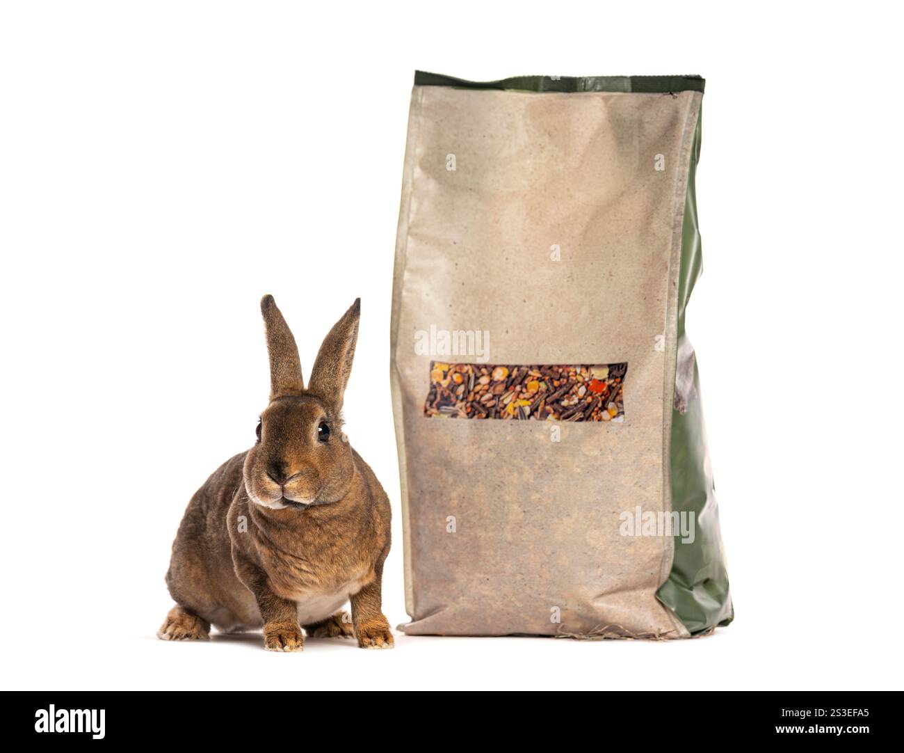 Rex lapin assis à côté d'un grand sac de nourriture pour lapin, isolé sur blanc Banque D'Images