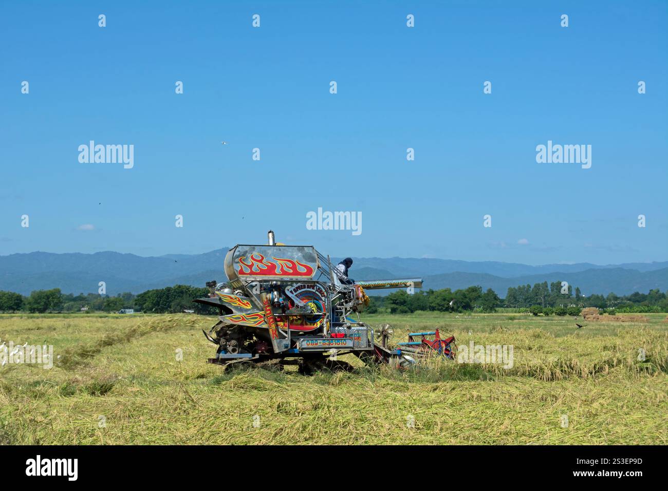 conducteur sur une machine de battage de couleurs vives travaille sur une petite ferme de riz dans la province de phetchabun, en thaïlande rurale Banque D'Images