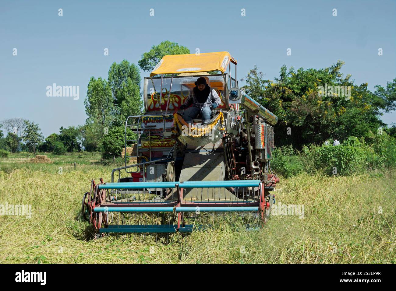 conducteur sur une machine de battage de couleurs vives travaille sur une petite ferme de riz dans la province de phetchabun, en thaïlande rurale Banque D'Images