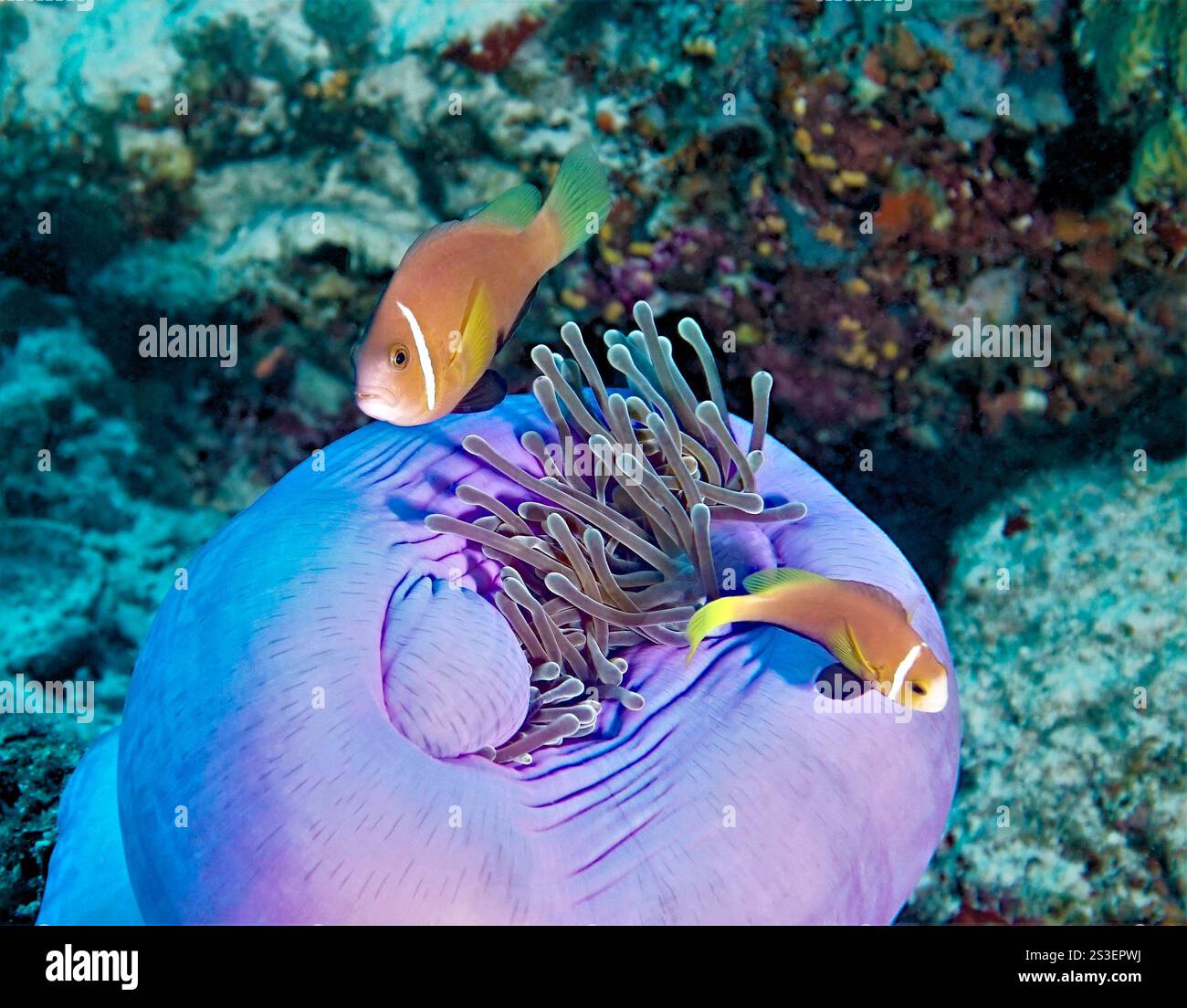 Heteractis magnifica (magnifique anémone de mer) avec Amphiprion nigripes (poisson-clown des Maldives) Banque D'Images