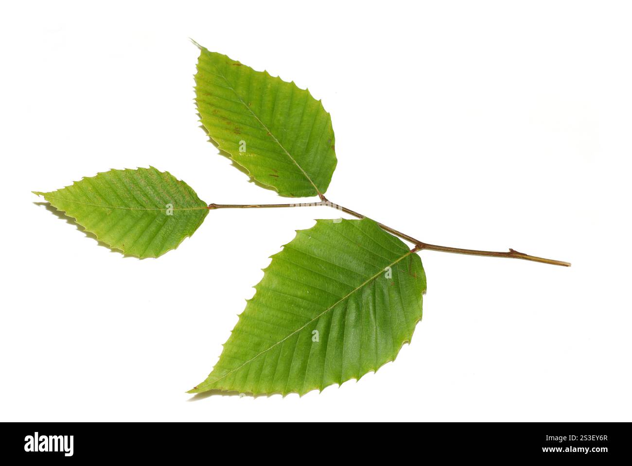 Hêtre américain Fagus grandiflora feuilles isolées sur fond blanc Banque D'Images