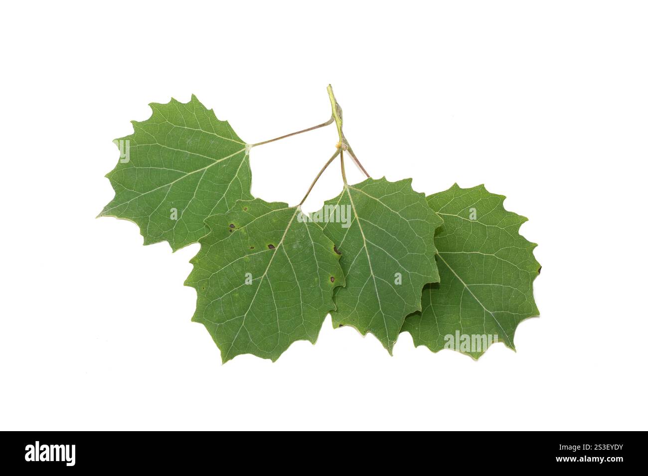 Populus grandidentata feuilles de peuplier à grosse dent sur fond blanc Banque D'Images