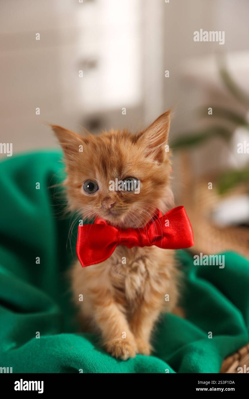 Chaton gingembre mignon avec arc à la maison Banque D'Images