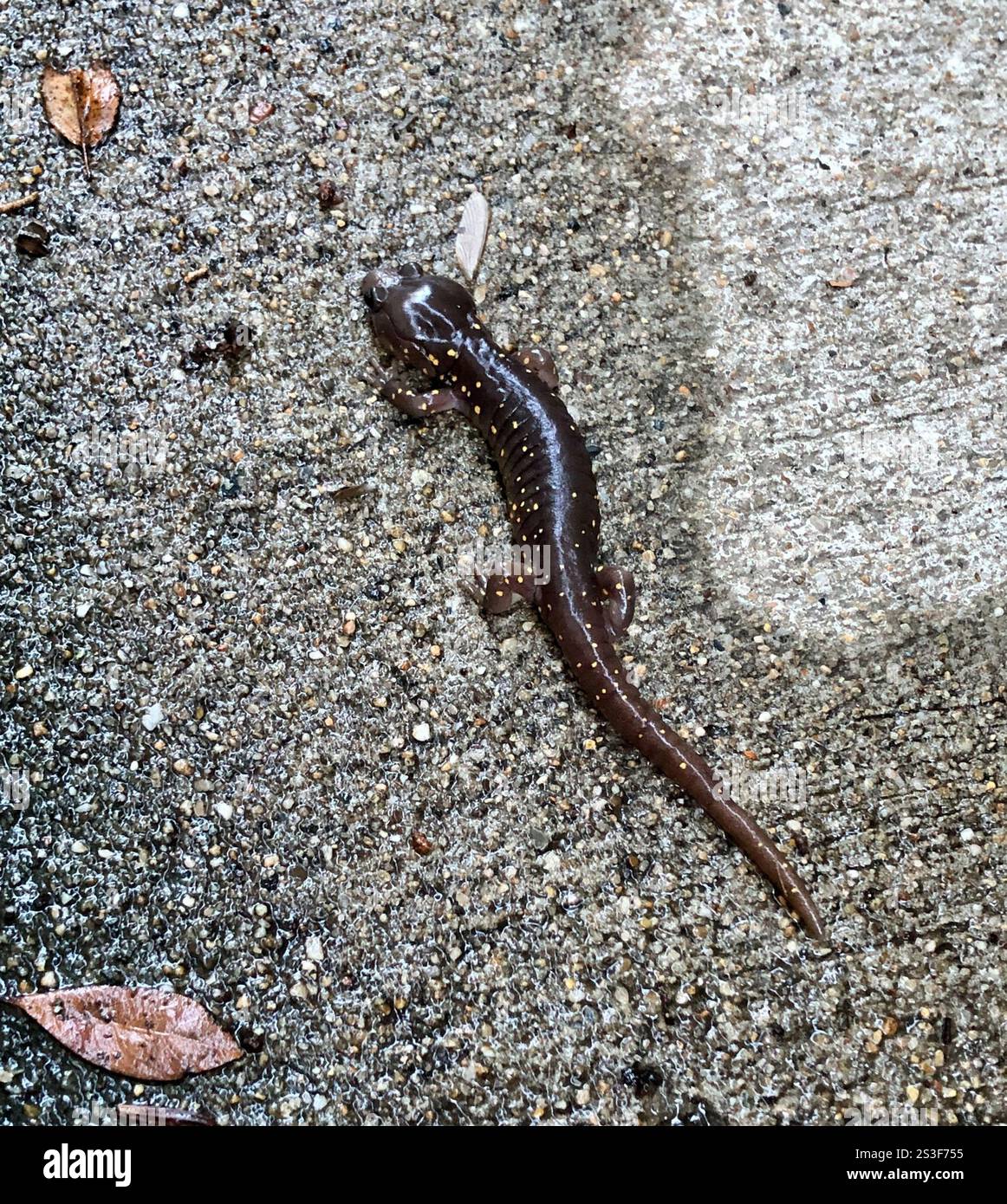 Salamandre arboricole (Aneides lugubris) Banque D'Images