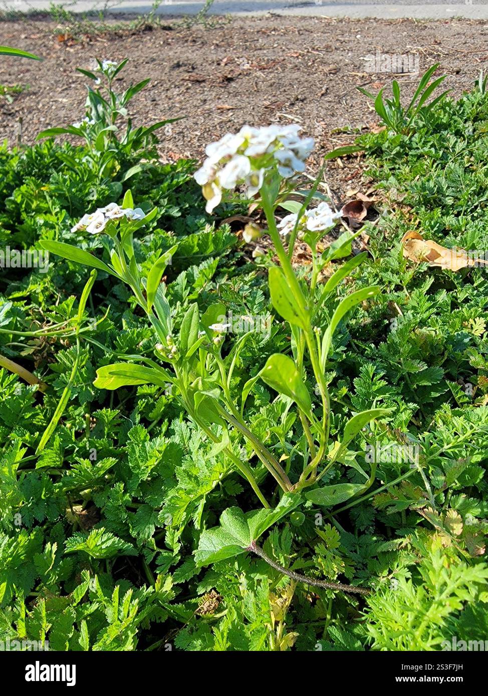 Plantes vasculaires (Tracheophyta) Banque D'Images