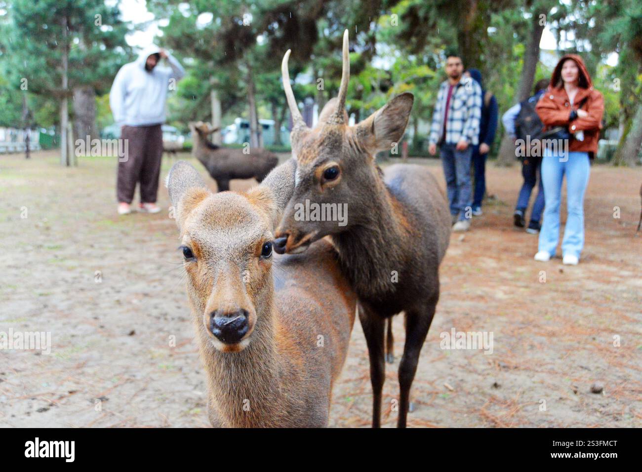 Tame Deer se promène dans le parc Nara, près de Kyoto, Japon. Les cerfs sont sacrés à la religion shinto, règnent librement la ville, certains ont appris à s'incliner pour se nourrir. Banque D'Images