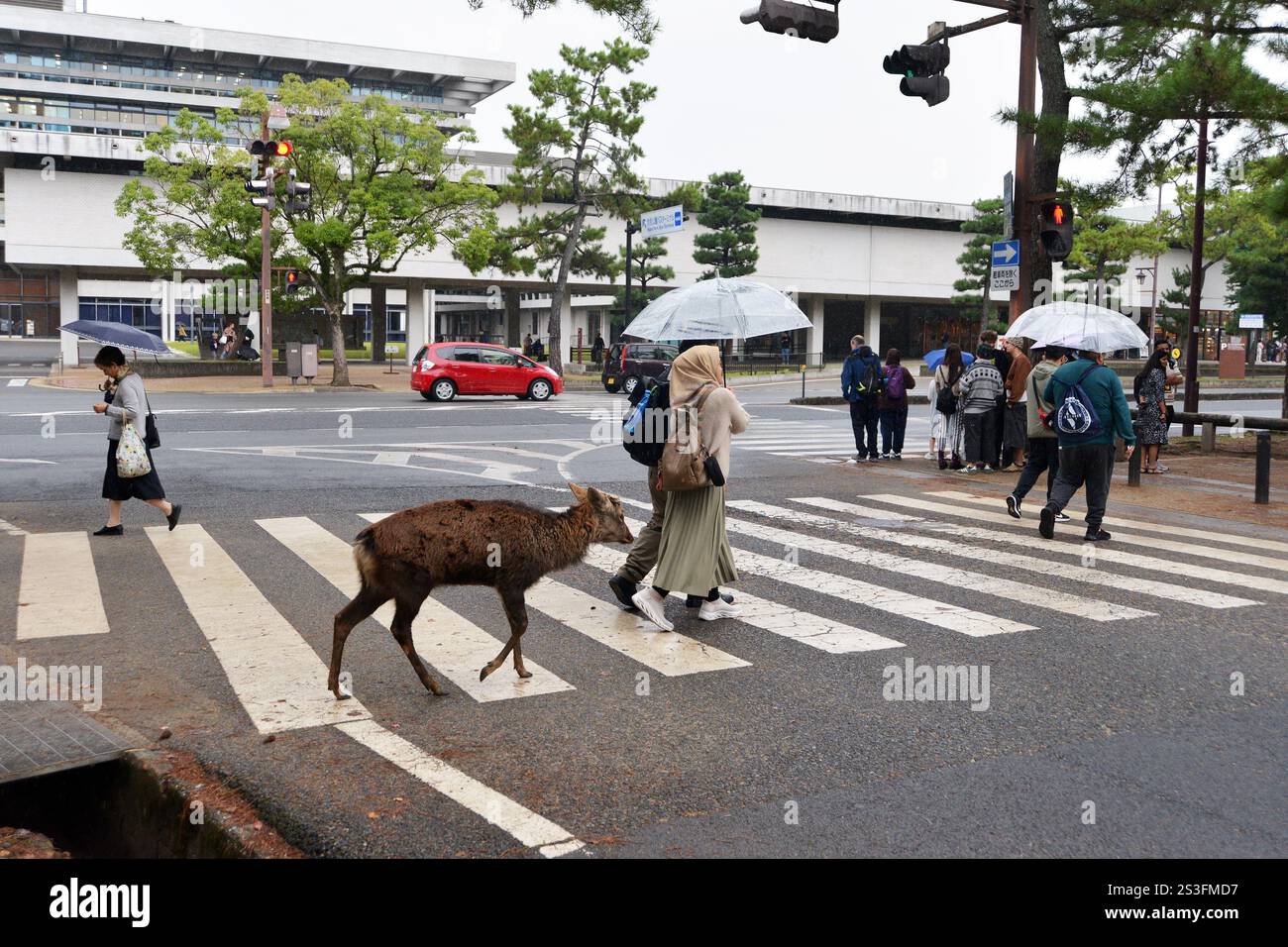 Tame Deer se promène dans le parc Nara, près de Kyoto, Japon. Les cerfs sont sacrés à la religion shinto, règnent librement la ville, certains ont appris à s'incliner pour se nourrir. Banque D'Images
