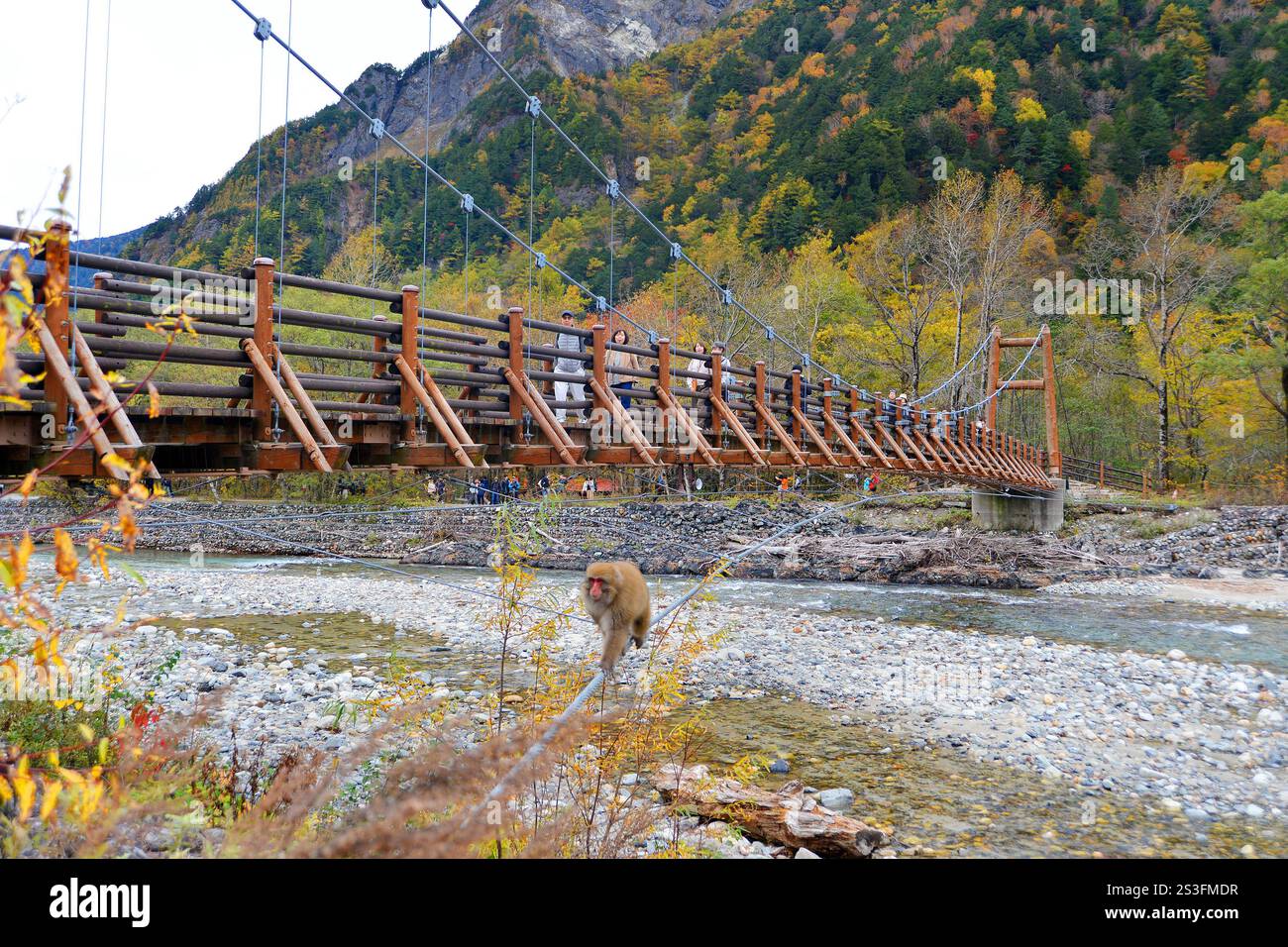 Singe des neiges grimpe sur un pont Parc National de Kamikochi, Japon Banque D'Images