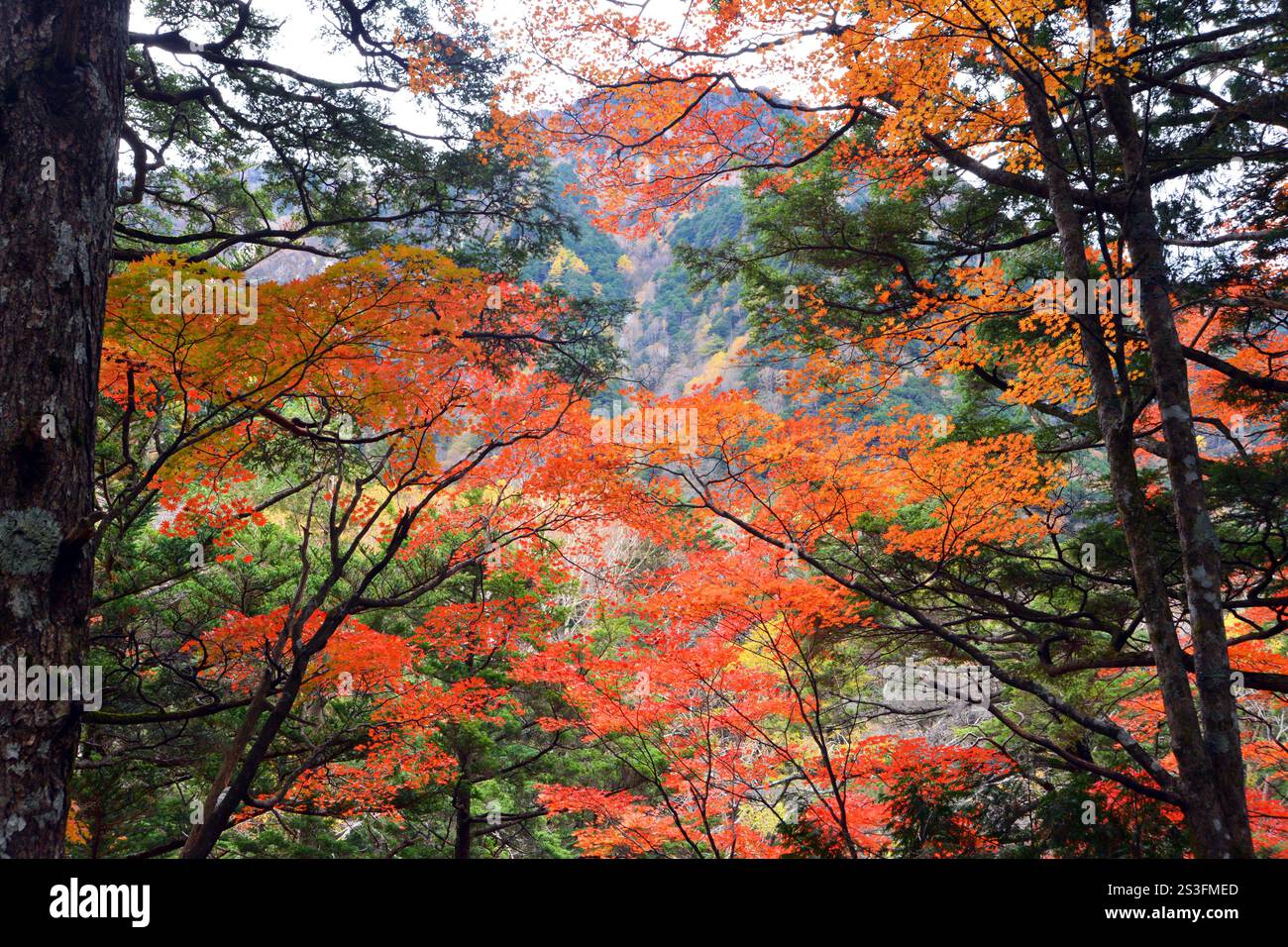 Couleurs d'automne au Japon, feuilles d'automne sur les arbres dans les montagnes des Alpes de la région de Nagano, Honshu Banque D'Images