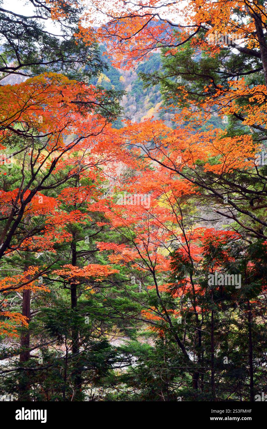 Couleurs d'automne au Japon, feuilles d'automne sur les arbres dans les montagnes des Alpes de la région de Nagano, Honshu Banque D'Images