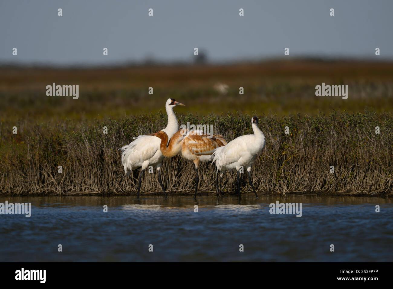 Hivernage famille de grues blanches à la réserve naturelle nationale d'Aransas, Texas. La grue blanche est une espèce menacée. Banque D'Images