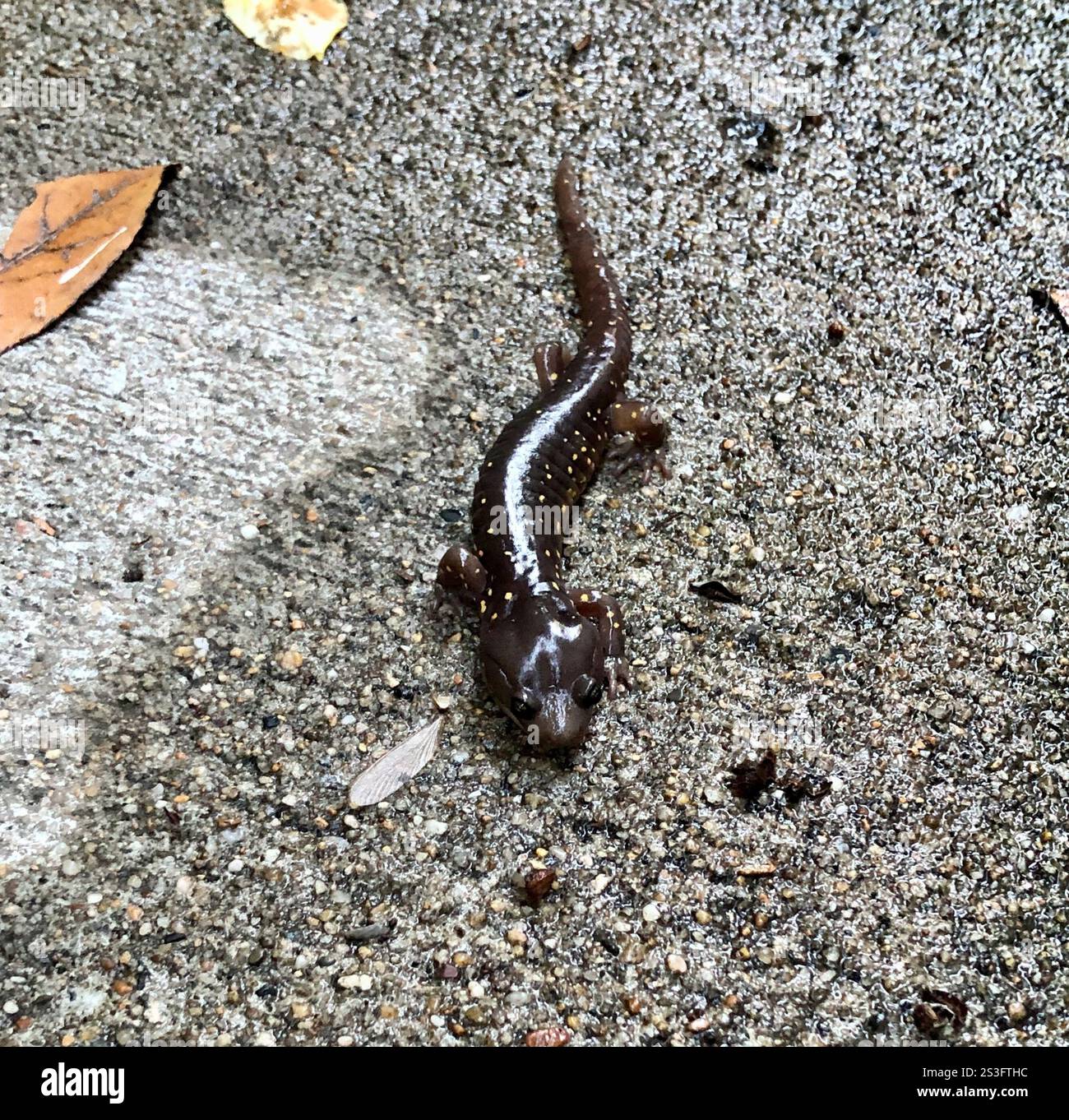 Salamandre arboricole (Aneides lugubris) Banque D'Images