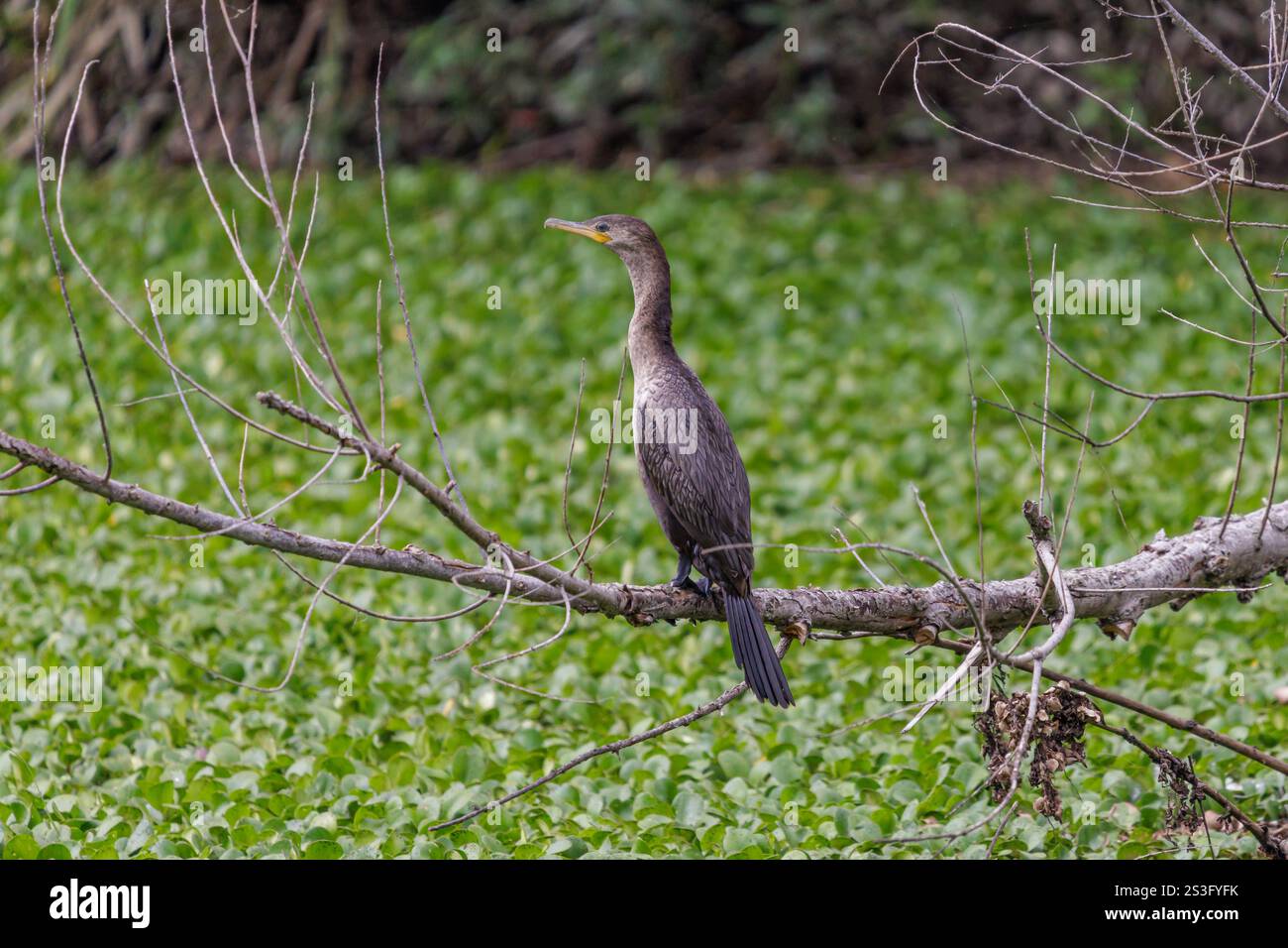 Cormoran néotrope (Phalacrocorax brasilianus) perché sur une branche au-dessus d'un lagon plein de végétation. Banque D'Images