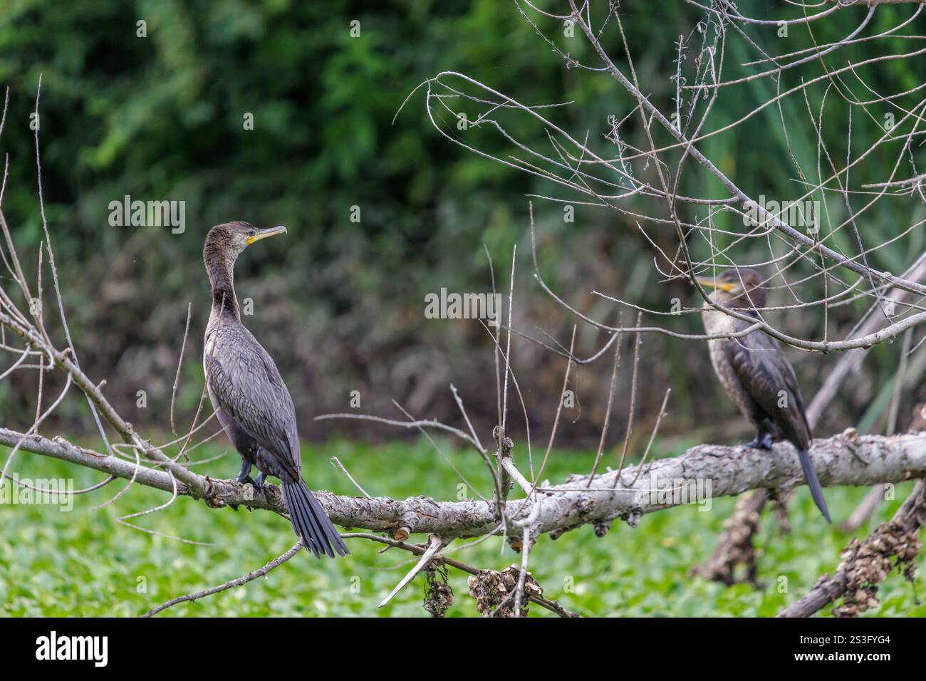 Deux cormorans néotropes (Phalacrocorax brasilianus) perchés sur une branche au-dessus d'un lagon. Banque D'Images