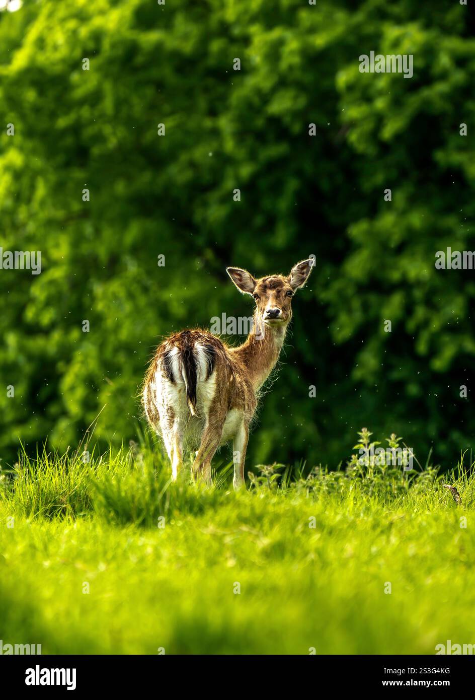 Cerf en jachère repérant un danger derrière lui au milieu de la verdure écrasante Banque D'Images