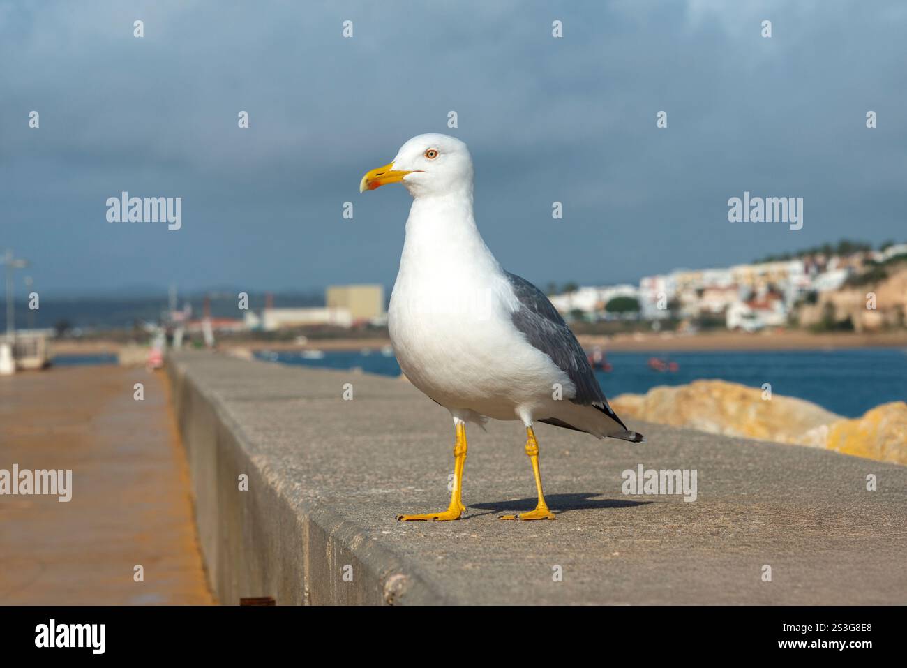Mouette debout sur un mur Banque D'Images Mouette debout sur un mur Banque D'Images