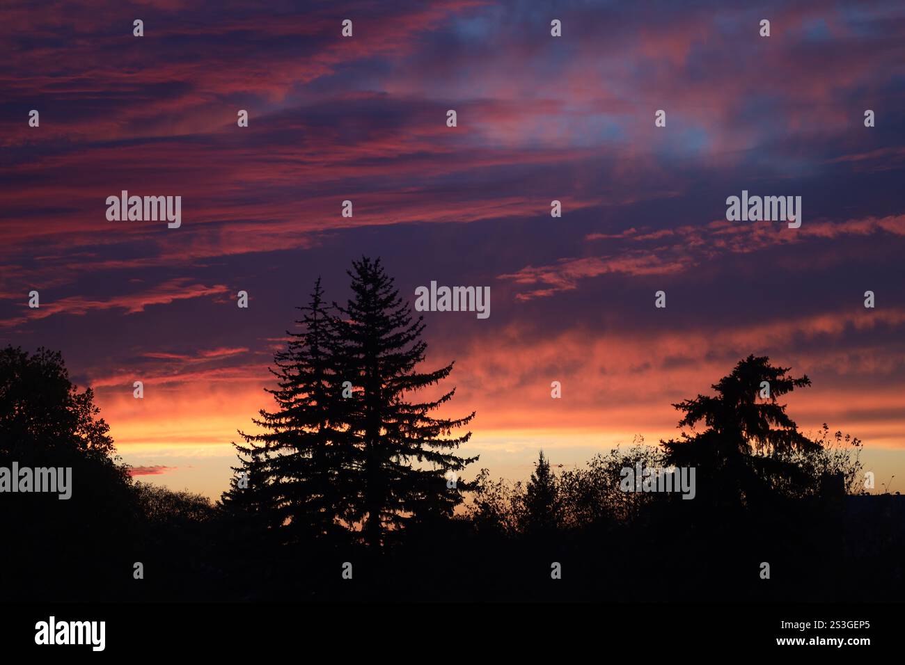 nuages rouges et gris foncé au-dessus des arbres au coucher du soleil doré Banque D'Images nuages rouges et gris foncé au-dessus des arbres au coucher du soleil doré Banque D'Images