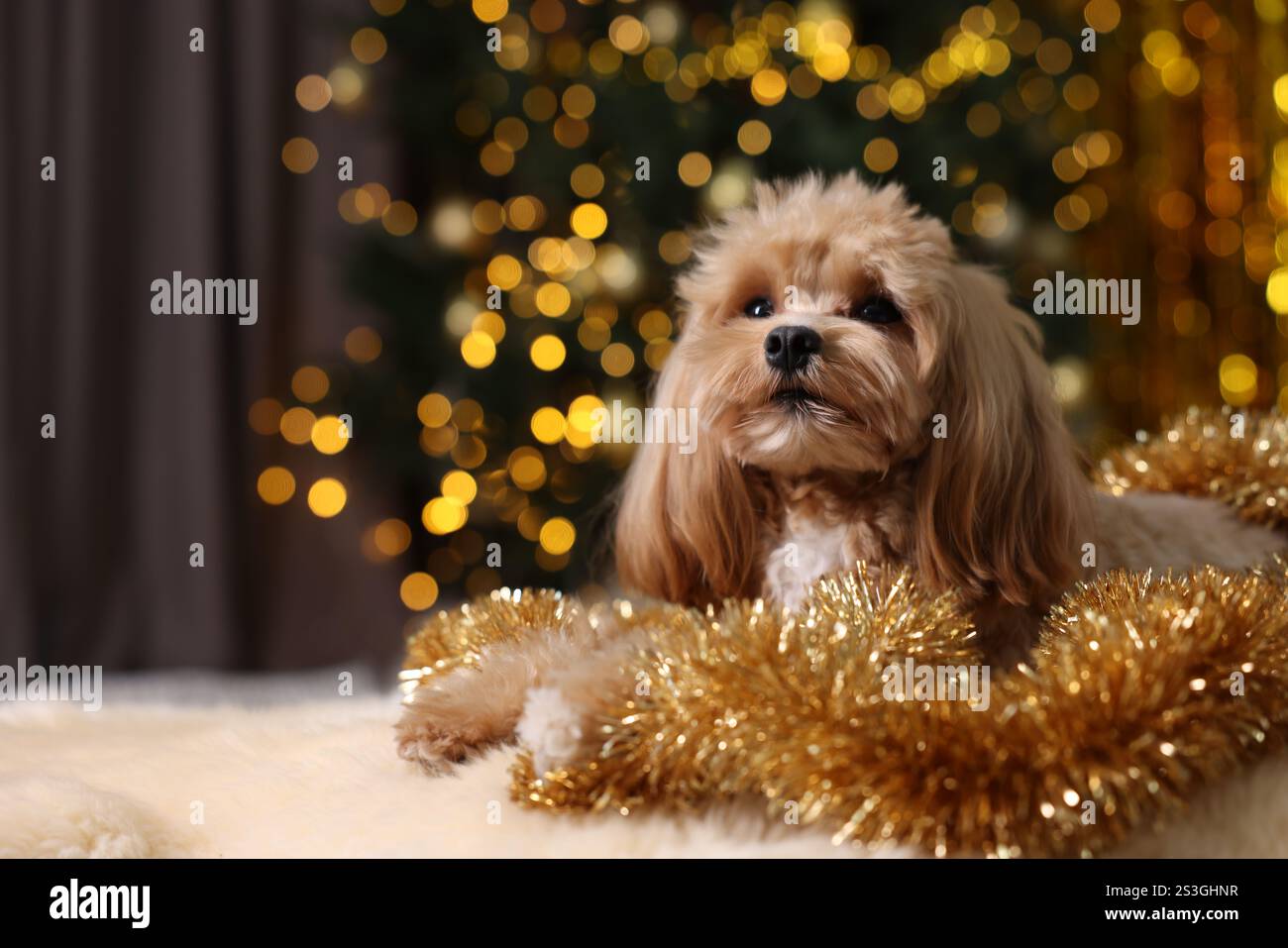 Chien mignon avec des guirlandes brillantes sur le sol contre les lumières floues. Espace pour le texte Banque D'Images