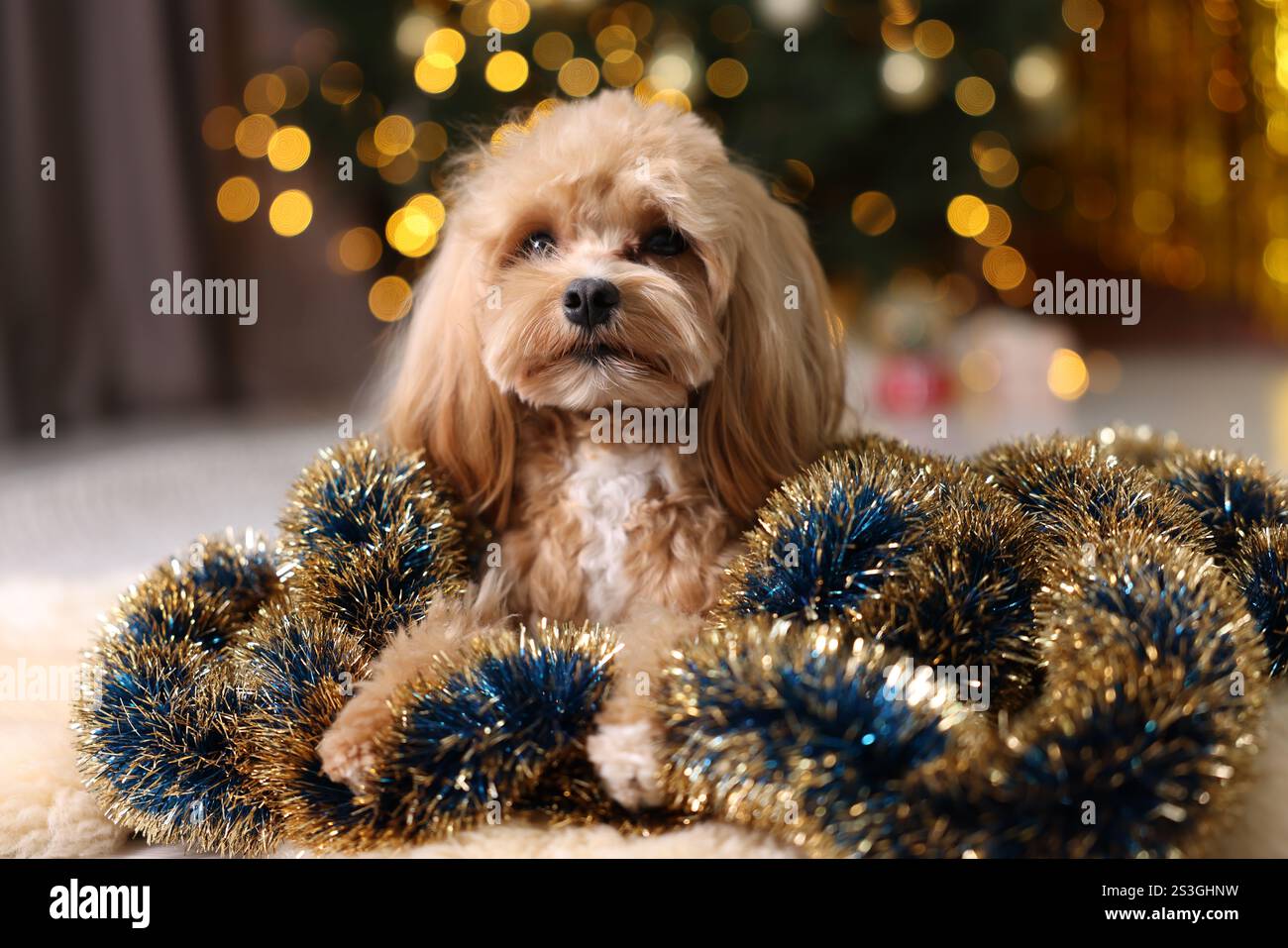 Chien mignon avec des guirlandes brillantes sur le sol contre les lumières floues Banque D'Images