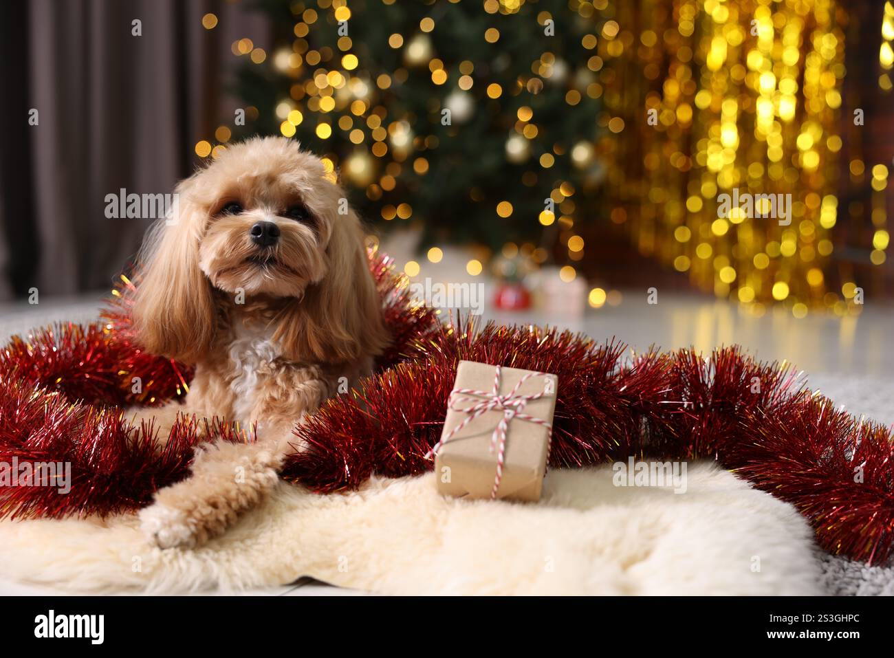 Chien mignon avec guirlandes brillantes et boîte cadeau sur le sol contre les lumières floues Banque D'Images