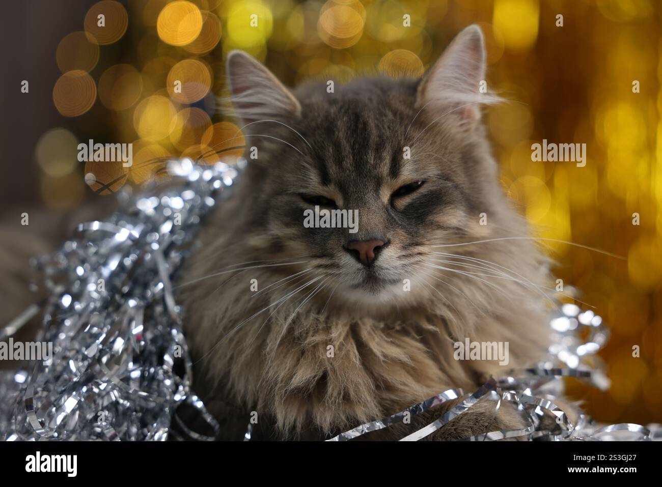 Chat mignon avec des guirlandes brillantes contre les lumières floues, gros plan. Ambiance de Noël Banque D'Images