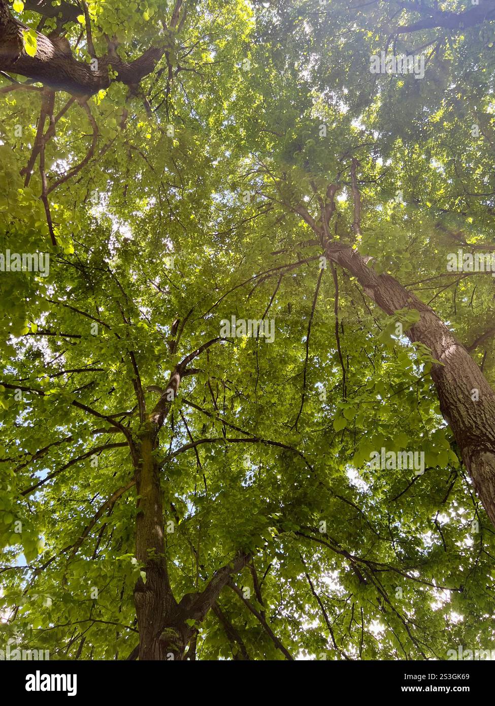 Forêt paisible avec des arbres verts vibrants, un bel éclairage et une atmosphère tranquille. Parfaite photographie de la nature capturant la sérénité de l'outd Banque D'Images