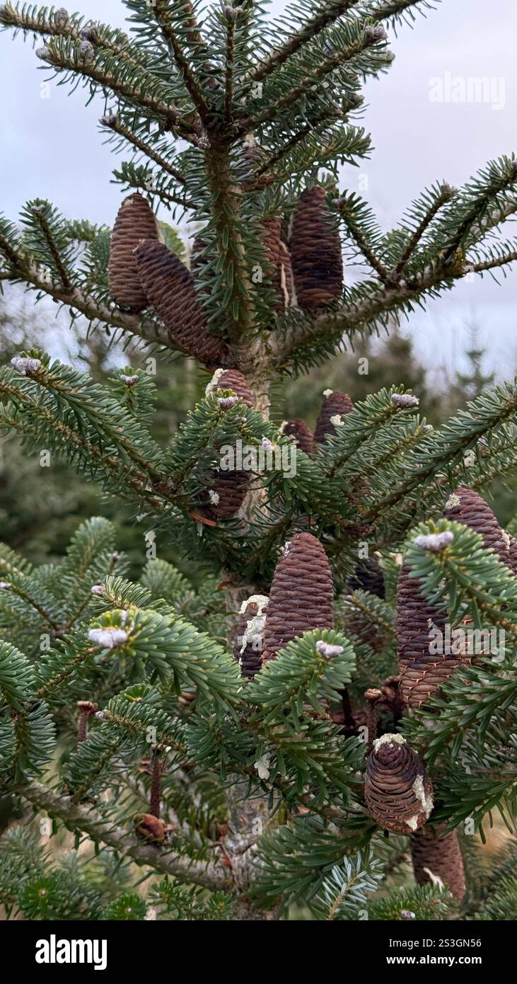 Arbres de Noël - Image de stock capturée avec un smartphone