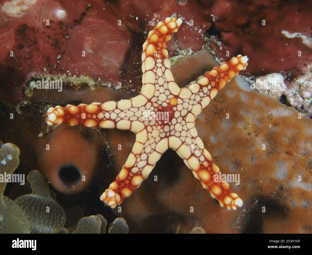 Étoile de mer rougeâtre avec motif contrasté, étoile de mer perlée (Fromia monilis), couchée sur une éponge de mer, site de plongée Toyapakeh, Nusa Ceningan, Nusa Penida, Ba Banque D'Images