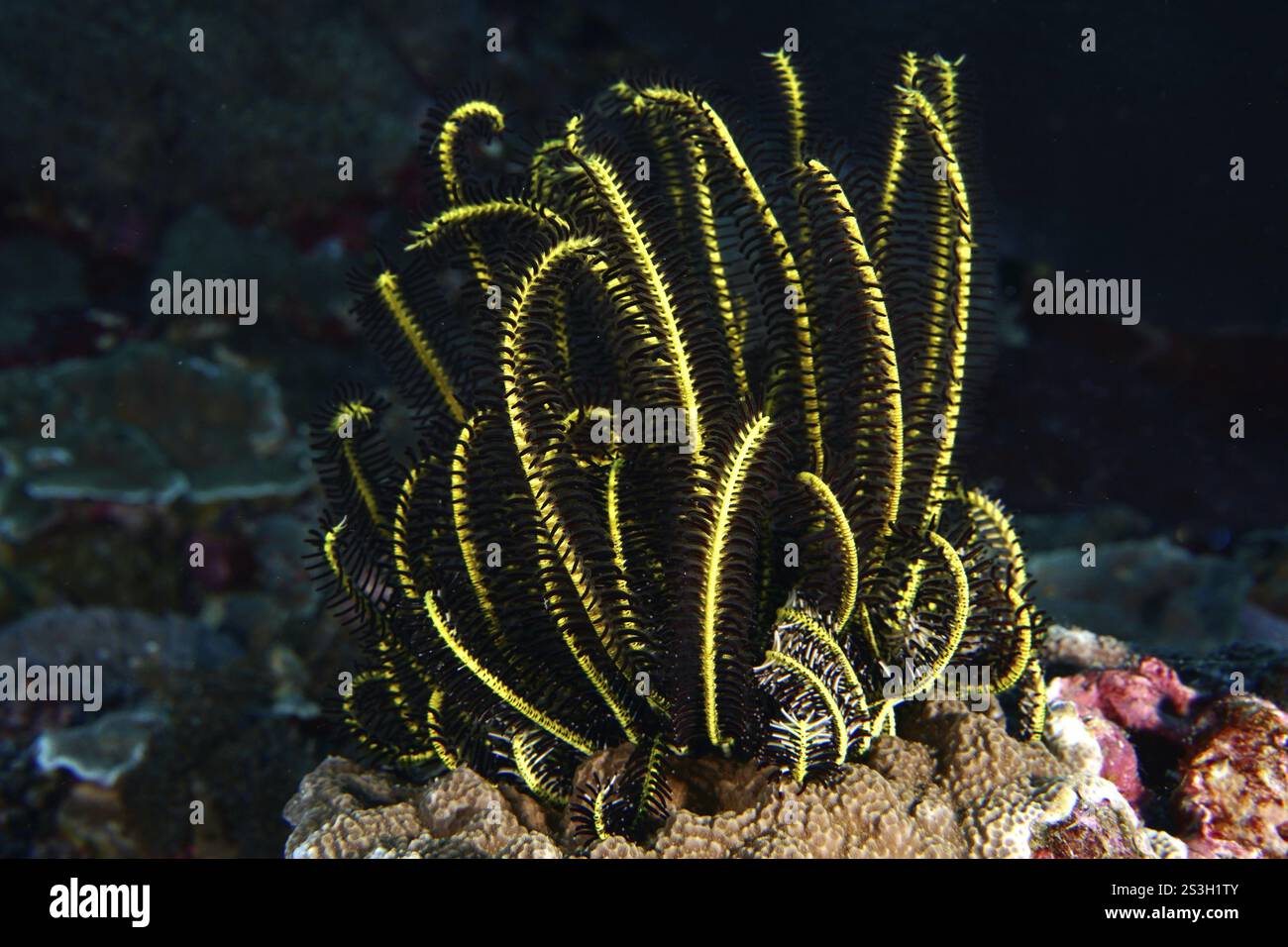 Étoile de cheveux jaunâtre chatoyante de Bennett (Anneissia bennetti) avec motif structuré dans la mer, site de plongée Toyapakeh, Nusa Ceningan, Nusa Penida, Bal Banque D'Images
