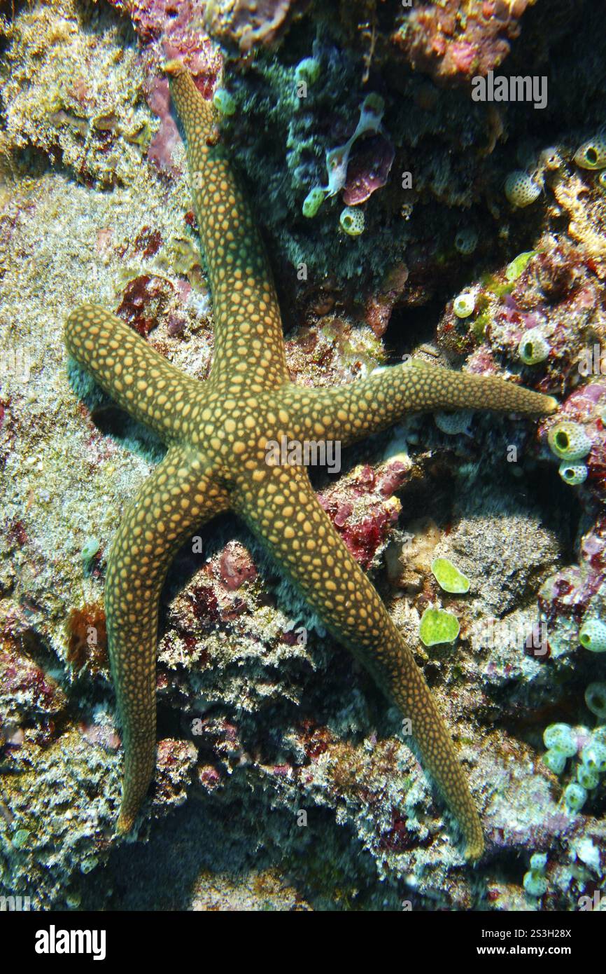 Étoiles de mer tachetées, étoiles de mer de Nouvelle-Calédonie, étoiles de mer jaune (Nardoa novaecaledoniae), sur un récif corallien animé, site de plongée Toyapakeh, Nusa Ceningan, N. Banque D'Images