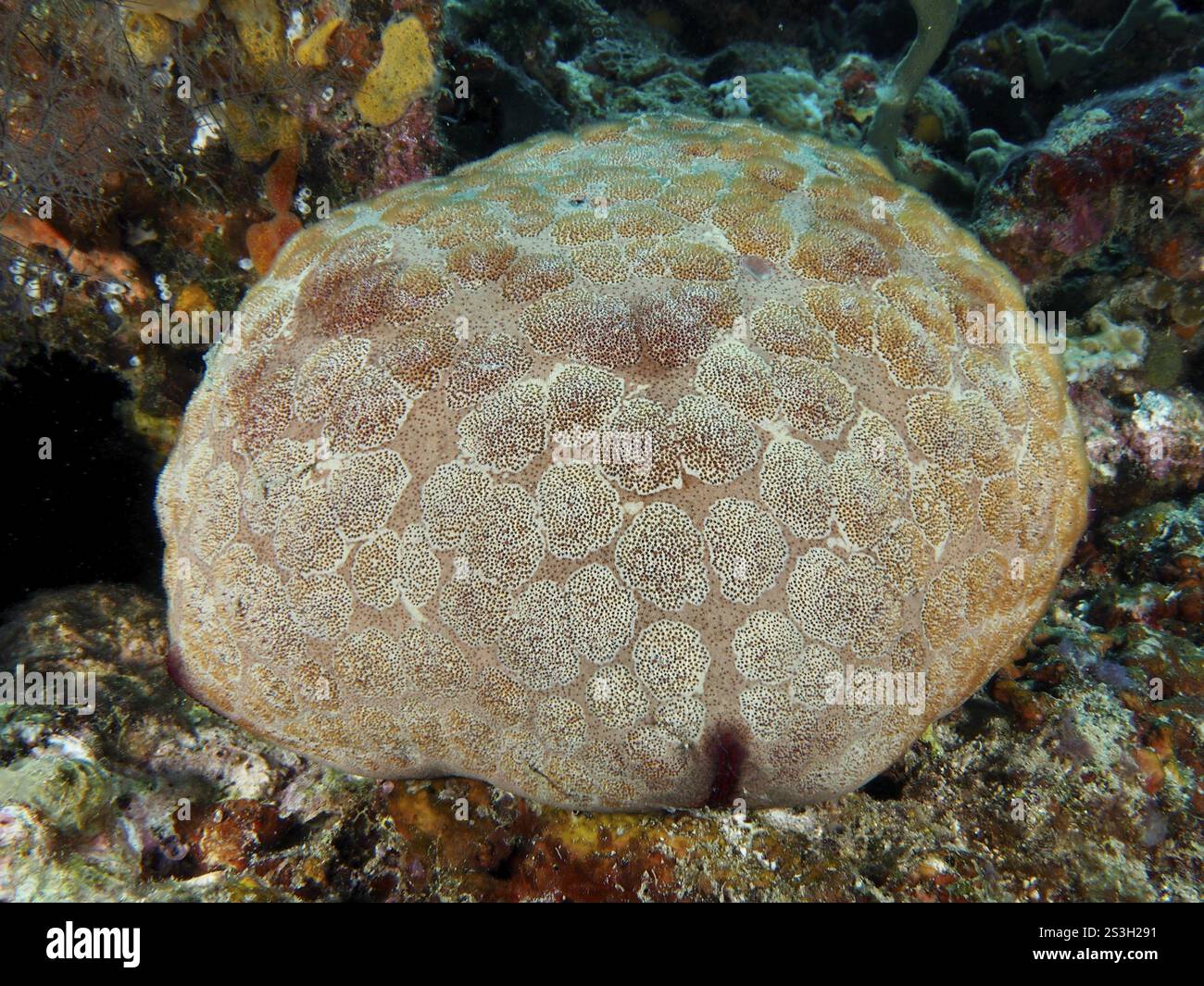 Grande étoile de mer (Culcita novaeguineae) avec motif détaillé sur un fond rocheux, site de plongée rencontres rapprochées, Permuteran, Bali, Indonésie, Asie Banque D'Images