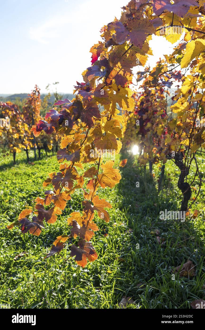 Coloration du feuillage automnal de la vigne (Vitis vinifera), vignoble Goldkuppe, Diesbar-Seusslitz, Saxe, Allemagne, Europe Banque D'Images