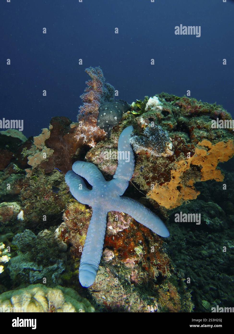 Étoile de mer bleue (Linckia laevigata bleue) sur un récif corallien coloré dans la mer bleue, site de plongée Spice Reef, Penyapangan, Bali, Indonésie, Asie Banque D'Images