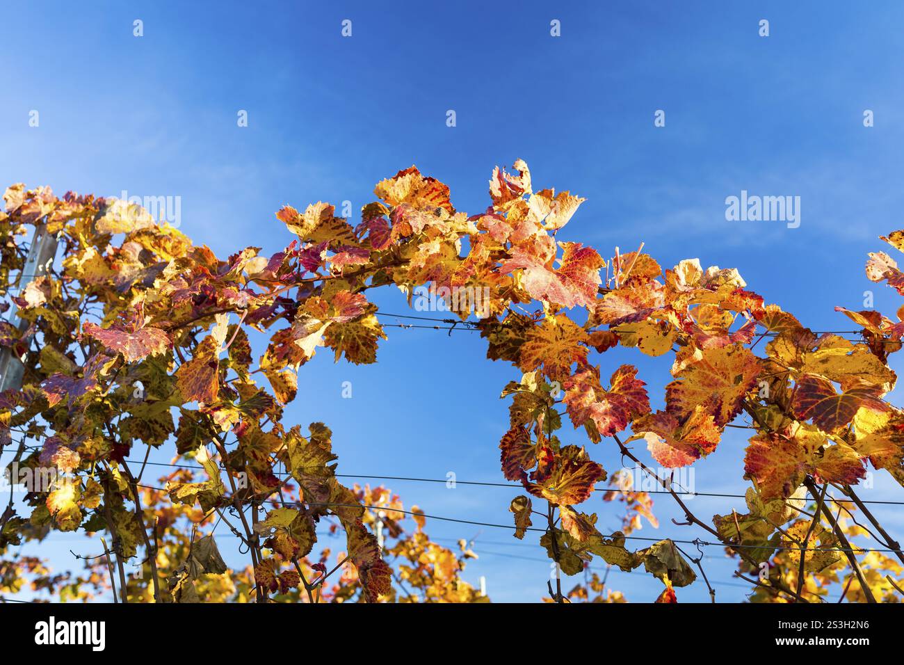 Coloration du feuillage automnal de la vigne (Vitis vinifera), vignoble Goldkuppe, Diesbar-Seusslitz, Saxe, Allemagne, Europe Banque D'Images