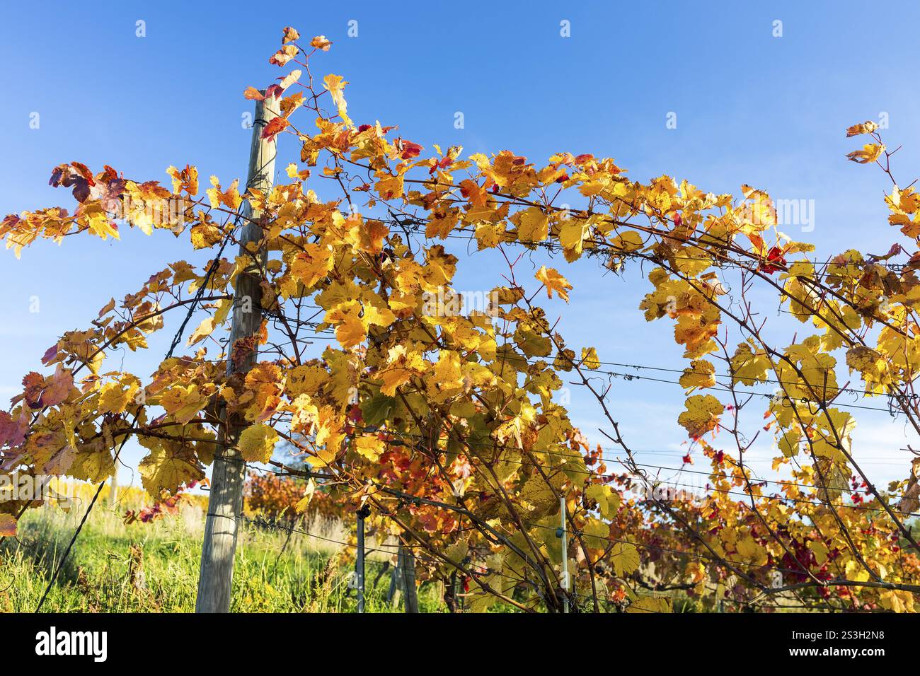 Coloration du feuillage automnal de la vigne (Vitis vinifera), vignoble Goldkuppe, Diesbar-Seusslitz, Saxe, Allemagne, Europe Banque D'Images