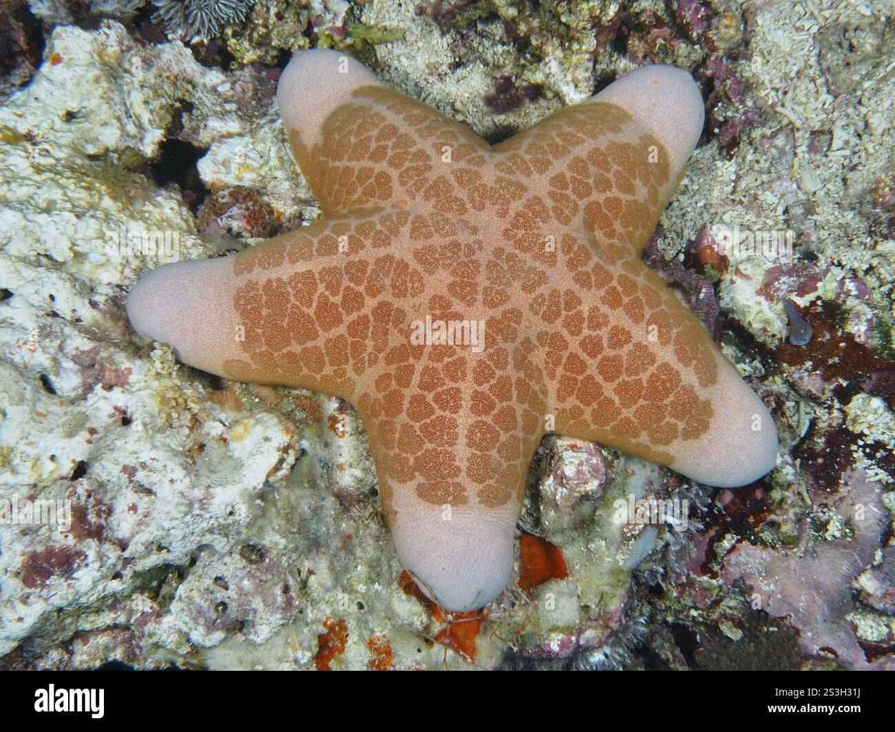 Étoile de mer à motifs géométriques, étoile roulante granulée (Choriaster granulatus), sur fond de corail clair, site de plongée Toyapakeh, Nusa CENI Banque D'Images
