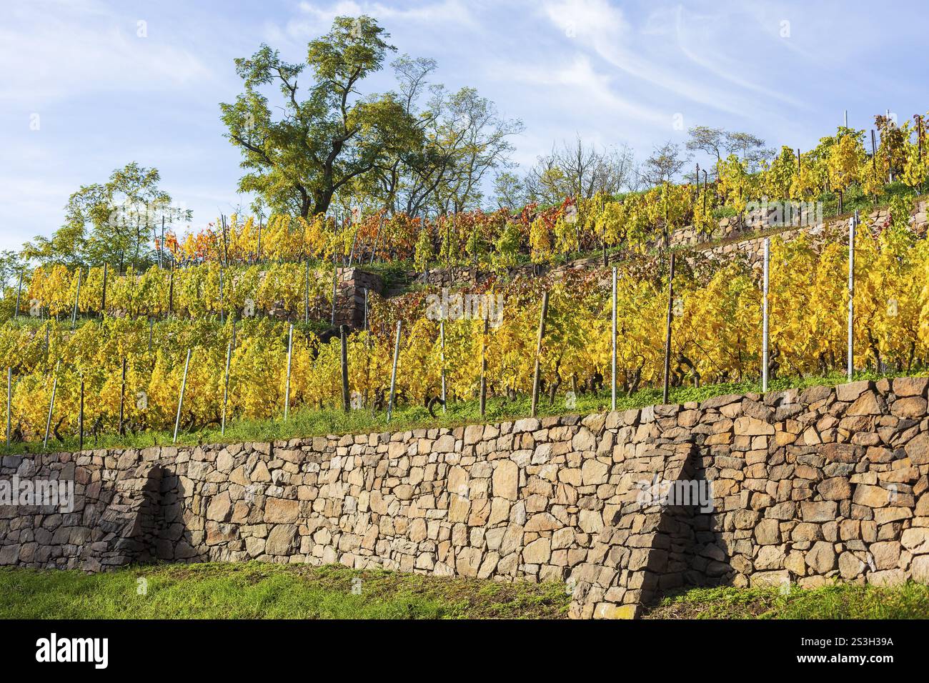 Vignoble escarpé avec murs de soutènement dans le feuillage jaune vif en automne, Winkwitz, Meissen, Saxe, Allemagne, Europe Banque D'Images