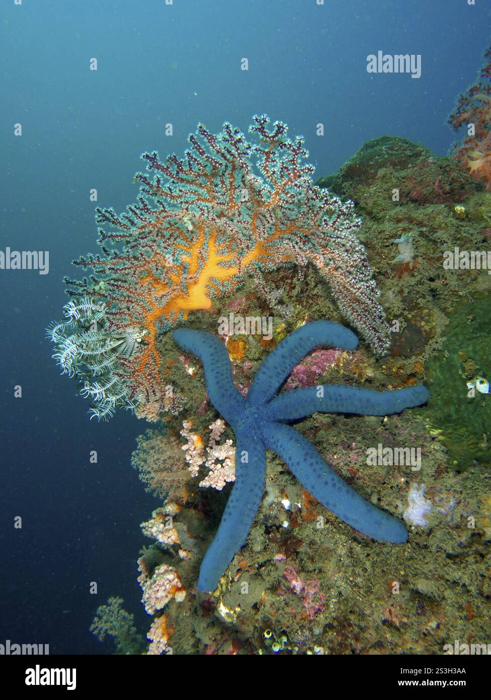 Étoile de mer bleue (Linckia laevigata bleue) sur un récif corallien coloré sous l’eau, site de plongée Pidada, Penyapangan, Bali, Indonésie, Asie Banque D'Images