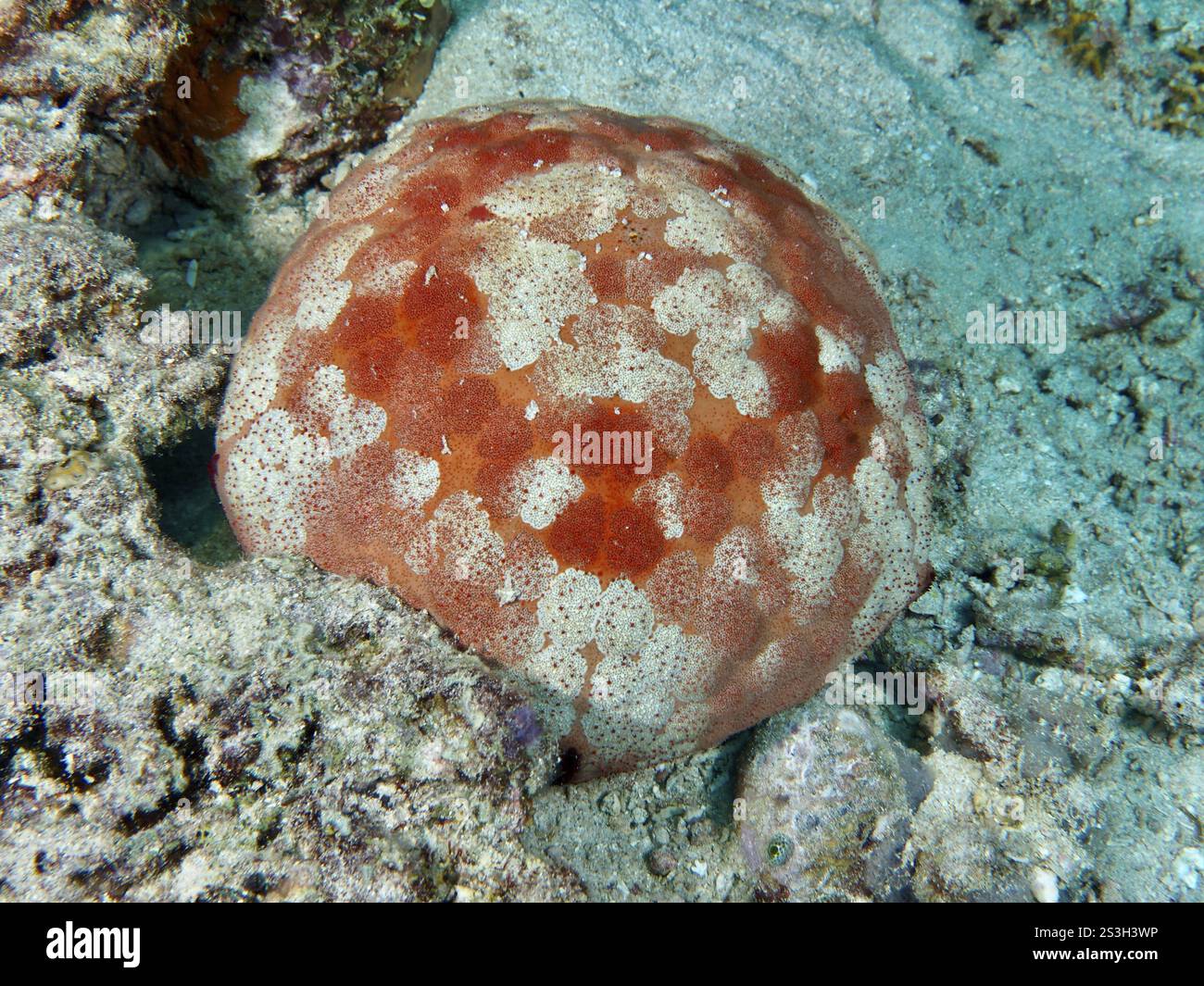Halithyle regularis (Culcita novaeguineae) reposant sur des fonds marins sablonneux, site de plongée Spice Reef, Penyapangan, Bali, Indonésie, Asie Banque D'Images