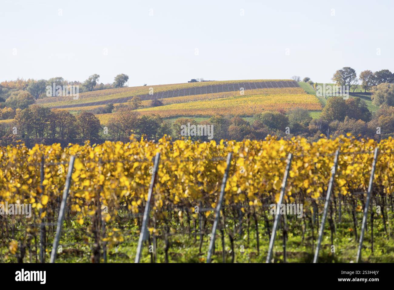 Les cépages prennent différentes couleurs en automne dans les vignobles de Proschwitz et des environs, Meissen, Saxe, Allemagne, Europe Banque D'Images