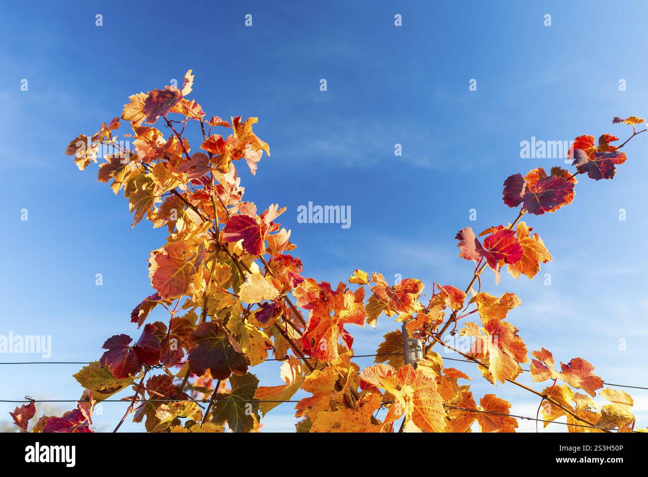Coloration du feuillage automnal de la vigne (Vitis vinifera), vignoble Goldkuppe, Diesbar-Seusslitz, Saxe, Allemagne, Europe Banque D'Images