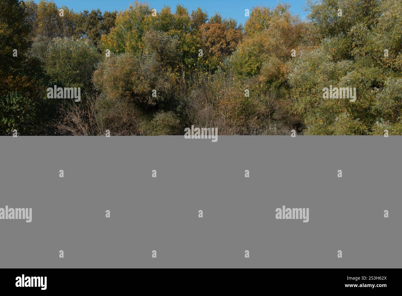 Apatin, Serbie. 26 octobre 2024. La végétation marquée par les inondations dans le parc naturel de Gornje Podunavlje, au bord du Danube, une importante zone humide de conservation et Ramsar en Serbie, en Europe. (Crédit image : © John Wreford/SOPA images via ZUMA Press Wire) USAGE ÉDITORIAL SEULEMENT! Non destiné à UN USAGE commercial ! Banque D'Images