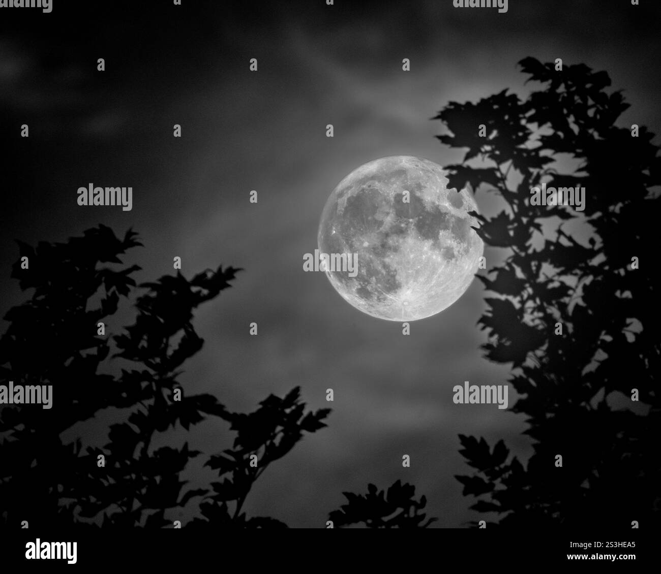 Harvest Moon, capturé avec un objectif de 600 mm et un téléconvertisseur 1,4x, comprime la distance jusqu'aux arbres silhouettés, créant une vue spectaculaire et sereine. Banque D'Images