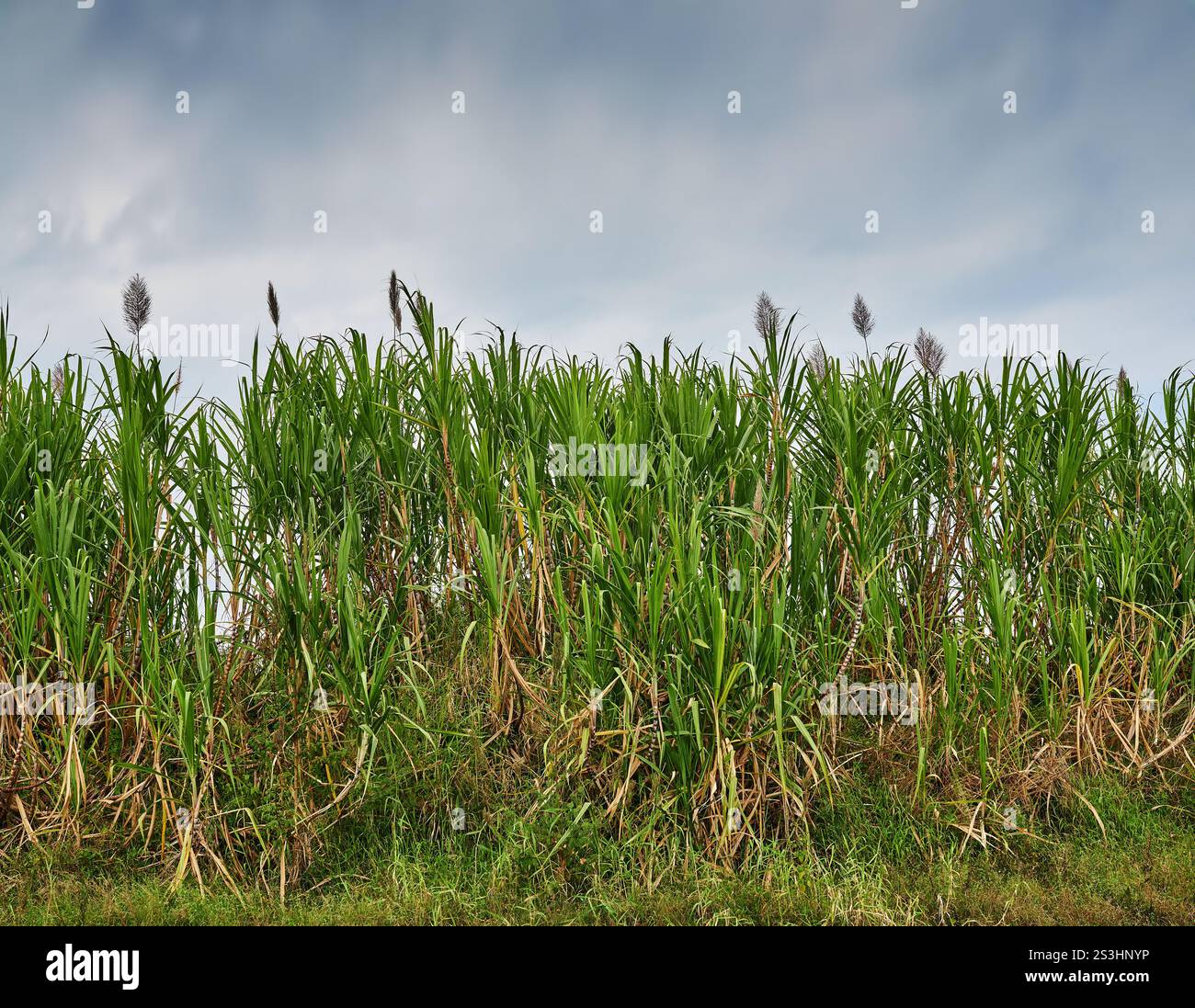 Nature, environnement et croissance du roseau, de la forêt et des plantes pour la filtration de l'eau, des racines extérieures et fortes. Ciel, feuilles et durabilité pour le paysage Banque D'Images