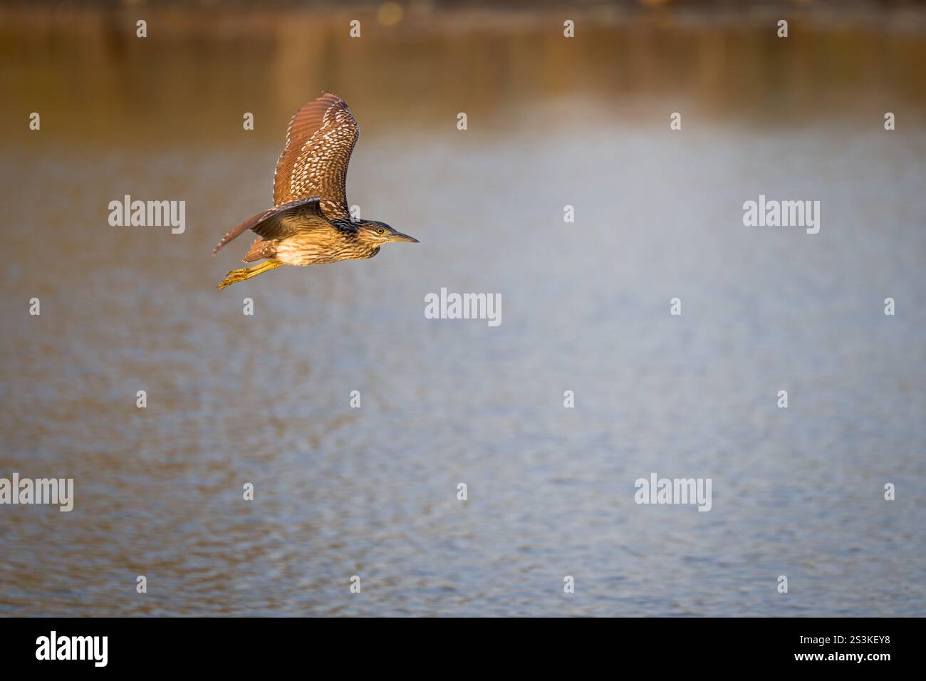 Un héron immature de la nuit de nankeen (Rufous) vole langoureusement vers ses terrains de chasse alors que le soleil se couche lentement sur un trou d'eau dans le nord du Queensland. Banque D'Images