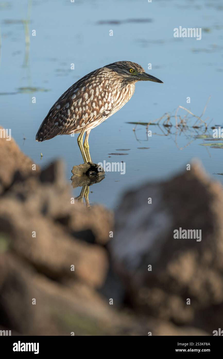 Un héron de nuit juvénile (rufous) perché est perché sur une zone de chasse préférée sur un billabong en fin d'après-midi alors que le soleil se couche. Banque D'Images