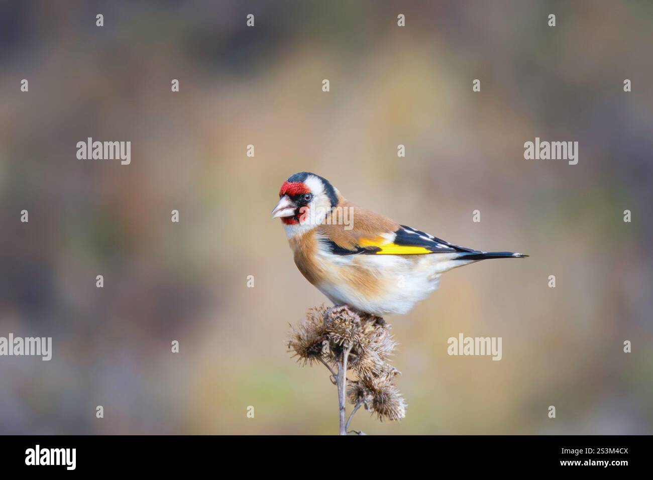 L'orangeur européen sur une épine (Carduelis carduelis) ; pendant l'hiver, ces oiseaux se rassemblent en troupeaux et se promènent à travers les champs à la recherche de nourriture. Banque D'Images