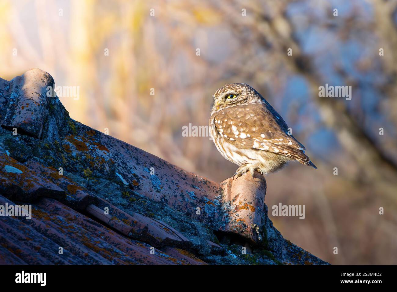 Un petit hibou perché sur un vieux toit, se fondant dans le charme rustique de la maison (Athene noctua) Banque D'Images